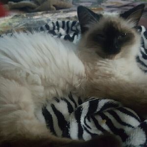 Meet your Posher, Jeniffer