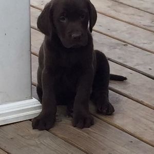 Meet your Posher, Bobby