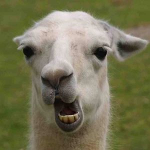 Meet your Posher, Rita