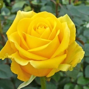 Meet your Posher, Joy