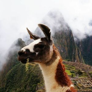 Meet your Posher, Holly