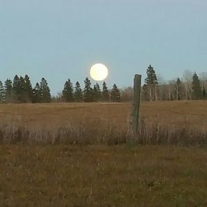 Meet your Posher, Nina