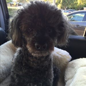 Meet your Posher, Steve