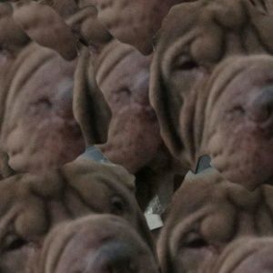 Meet your Posher, Isaiah