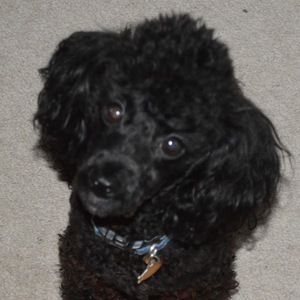 Meet your Posher, Shelley