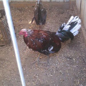 Meet your Posher, Rick