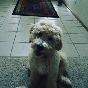 Meet your Posher, Devyn