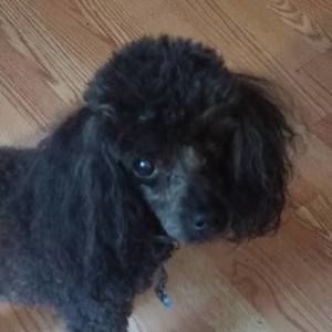 Meet your Posher, Joyce