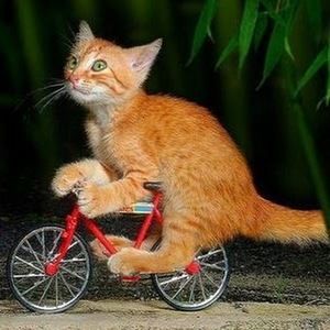 Meet your Posher, Kitty