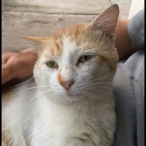 Meet your Posher, Yoshiko