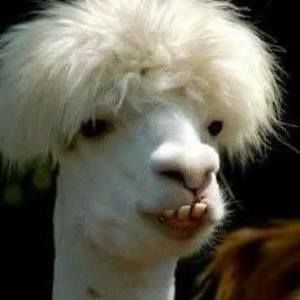 Meet your Posher, Peggy