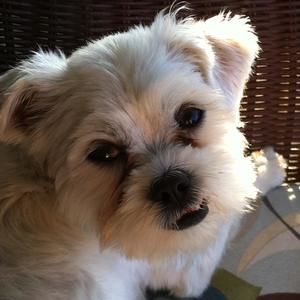 Meet your Posher, Ann