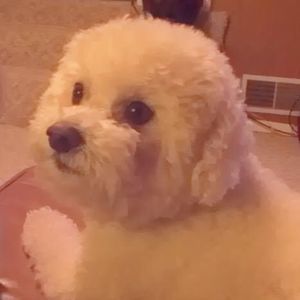 Meet your Posher, Cain