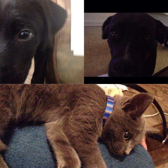 Meet your new posher ! - Picture 2 of 2