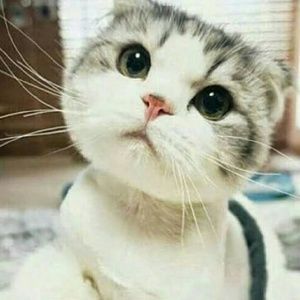 Meet your Posher, Sylvia