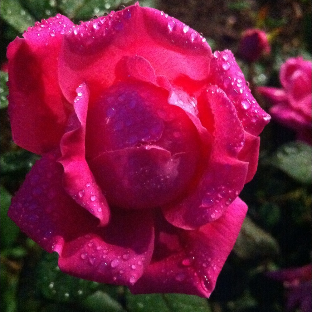 Meet your Posher, Rebekah