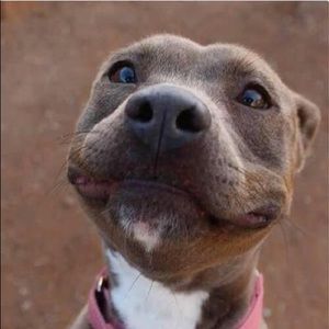 Meet your Posher, Antroy