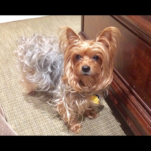 Meet your Posher, Shirley - Picture 1 of 1