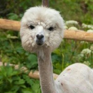 Meet your Posher, Diana