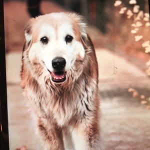 Meet your Posher, Nataya