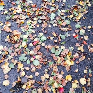 Meet your Posher, Albert