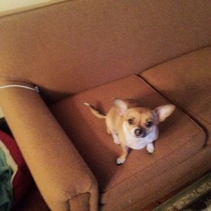 Meet your Posher, Amia