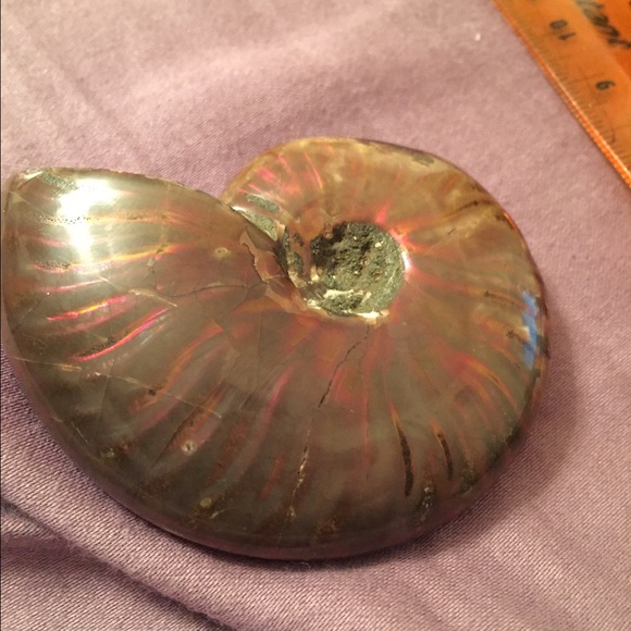 Ammonite 😌😍