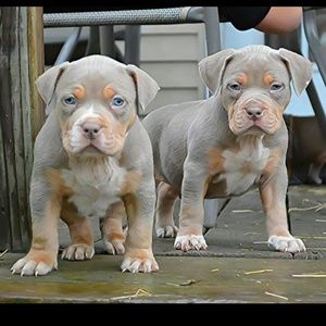 Meet your Posher, Isaac