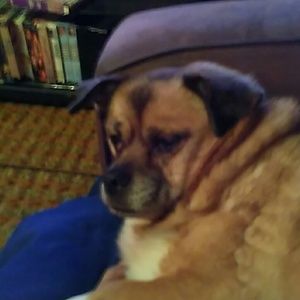 Meet your Posher, Anne