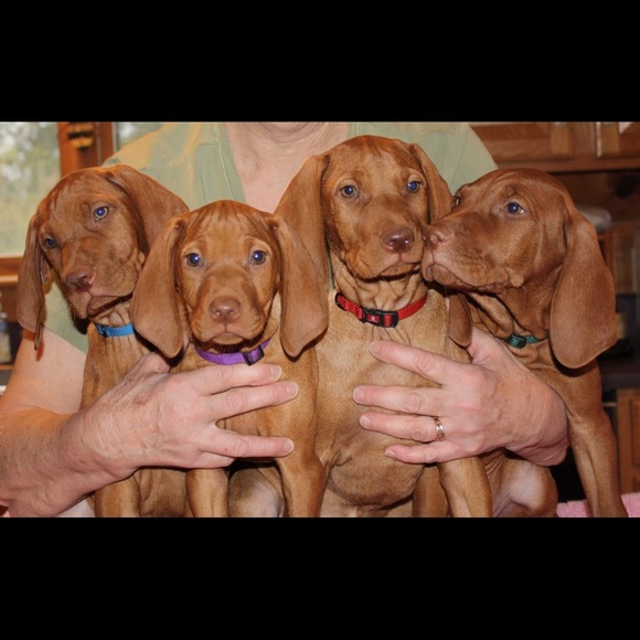 Meet your Posher, Rachel - Picture 9 of 11