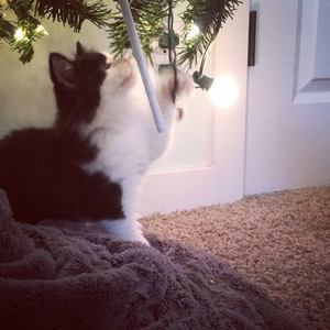 Meet your Posher, Lexi