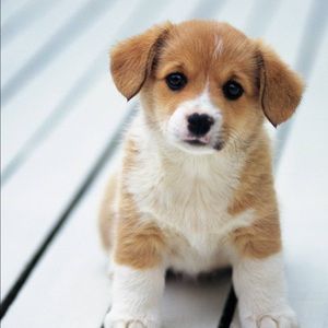 Meet your Posher, Porche