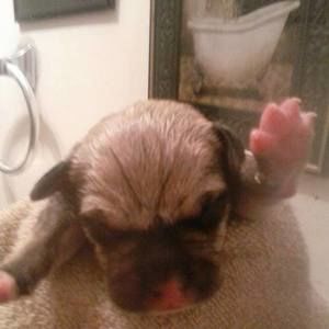 Meet your Posher, Imani