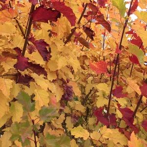 Meet your Posher, Kailey