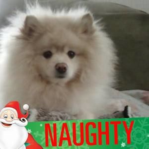 Meet your Posher, Tara