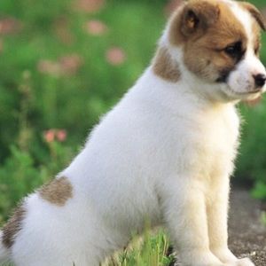 Meet your Posher, Aranda