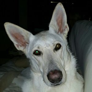 Meet your Posher, Aniko