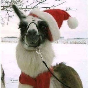 Meet your Posher, Tori