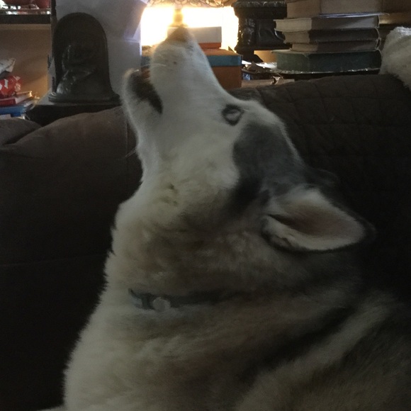 SNOWMANS DOGSLED SHIPPING Other - HOWL For A SNOWMAN DISCOUNT❗️