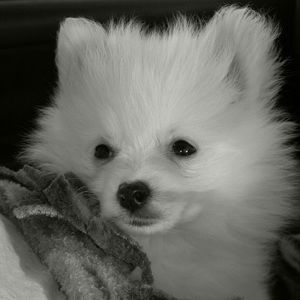 Meet your Posher, Lee ann