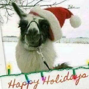 Meet your Posher, Bridget