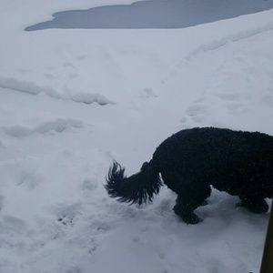 Meet your Posher, Ally