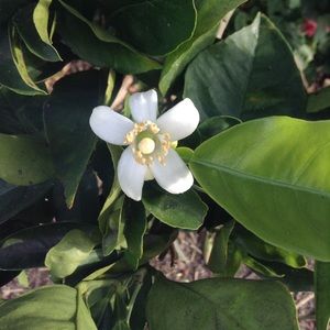 Pink Bohemian Listing DO NOT BUY