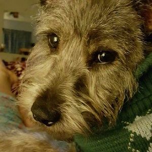 Meet your Posher, Elsa