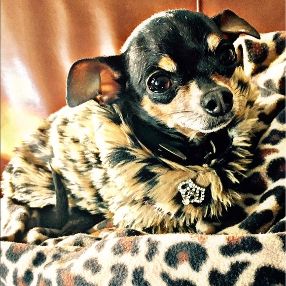 Meet your Posher, Jules - Picture 5 of 6