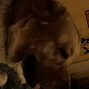 Meet your Posher, Casey