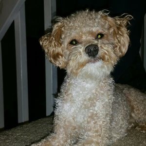 Meet your Posher, Angel