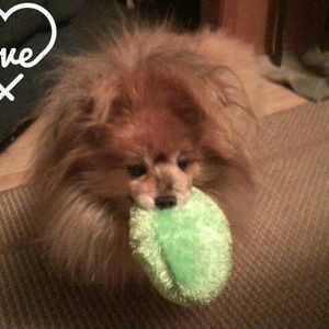 Meet your Posher, Dawn