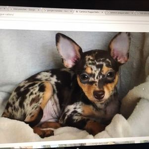 Meet your Posher, Barbara