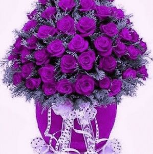 Meet your Posher, Sadie